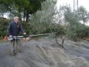 Kenton shakes a tree